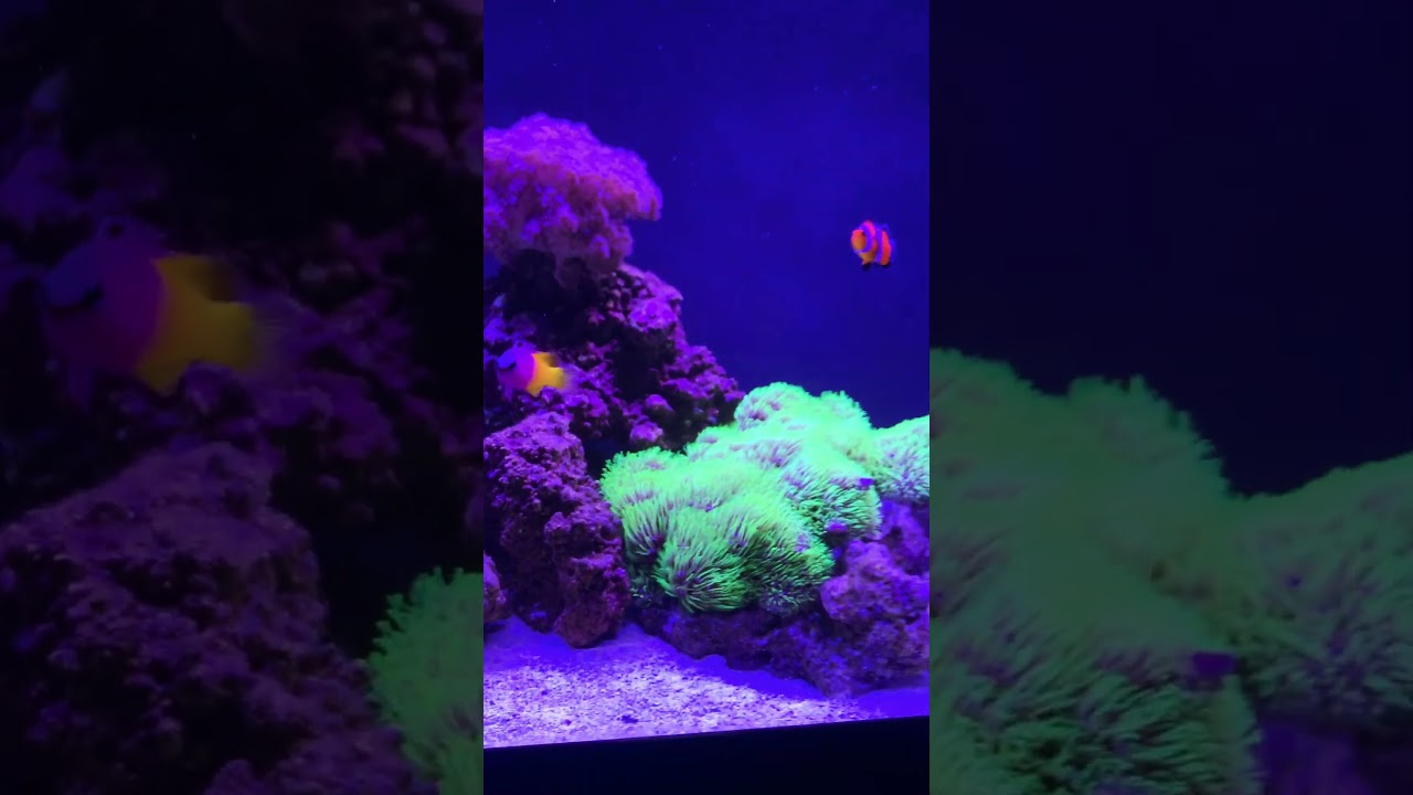 30 gallon long reef tank