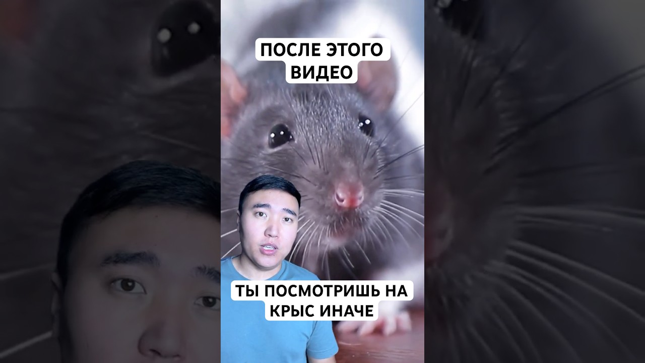 Правда о Крысах, Которую Тебе Не Рассказывали
