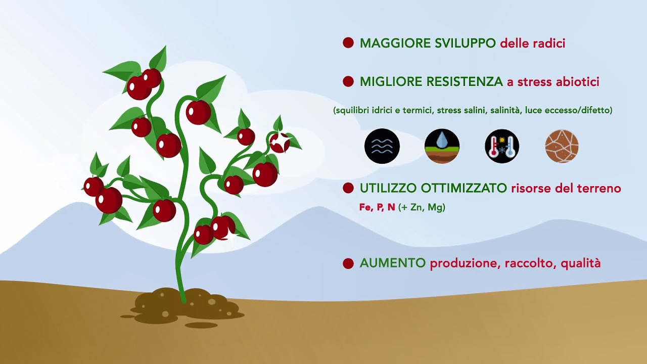 Accudo&reg;: scopri i vantaggi del nuovo biostimolante FMC