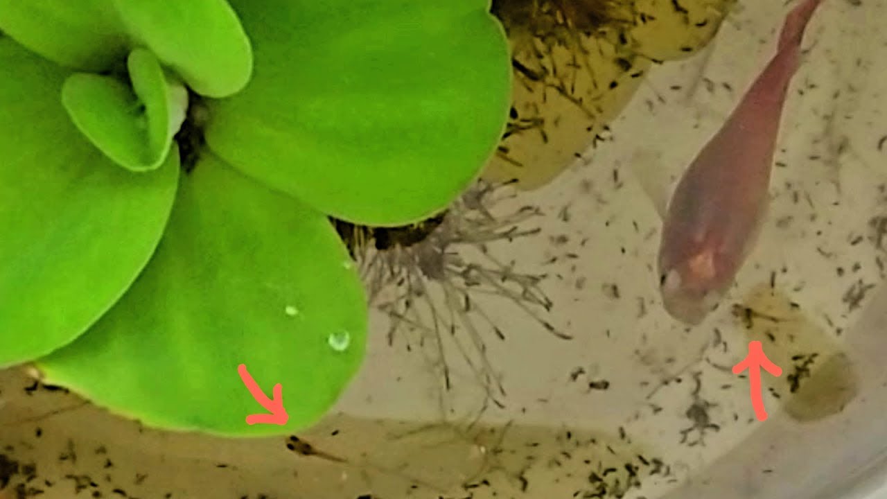 How to keep female guppy from eating its own baby fry. Saving as much as possible guppy fry