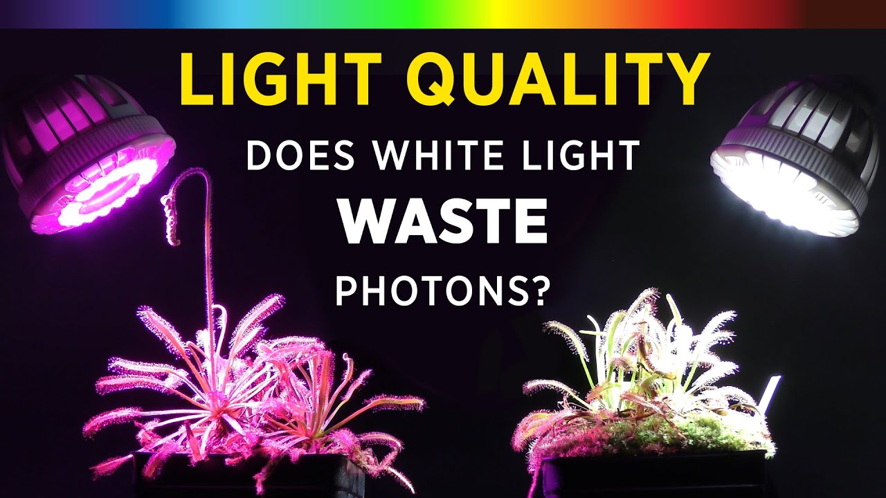 Grow Lights 101: Лучший спектральный цвет для роста растений? Белый или красный/синий светодиод +...