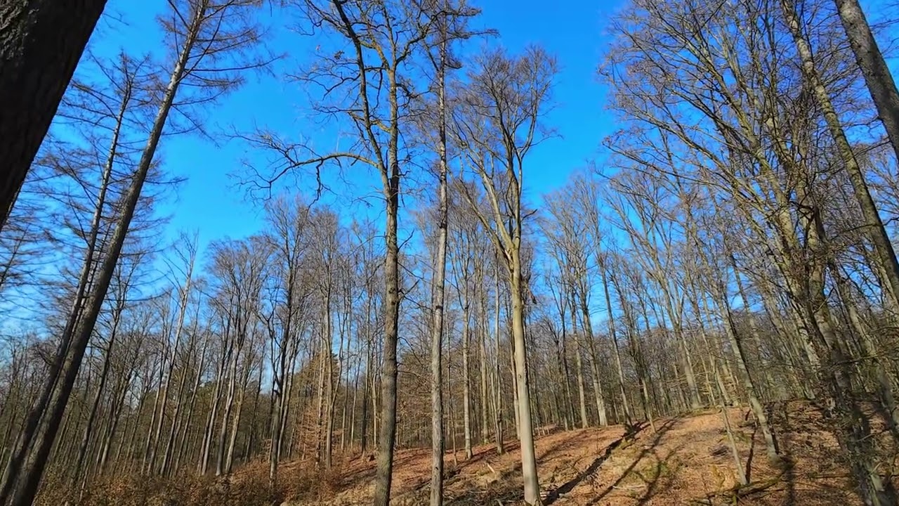 Der Wald erwacht