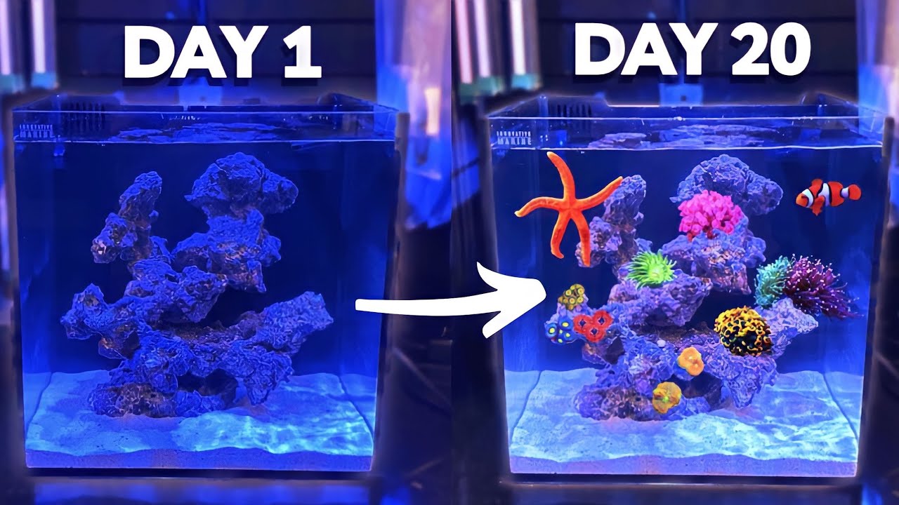 20 дней назад я установил нано-рифовый аквариум. Вот что произошло