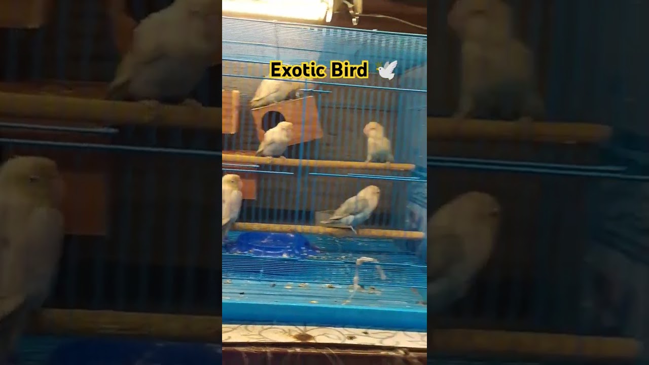 Exotic Bird shop in Mumbai #exoticbird