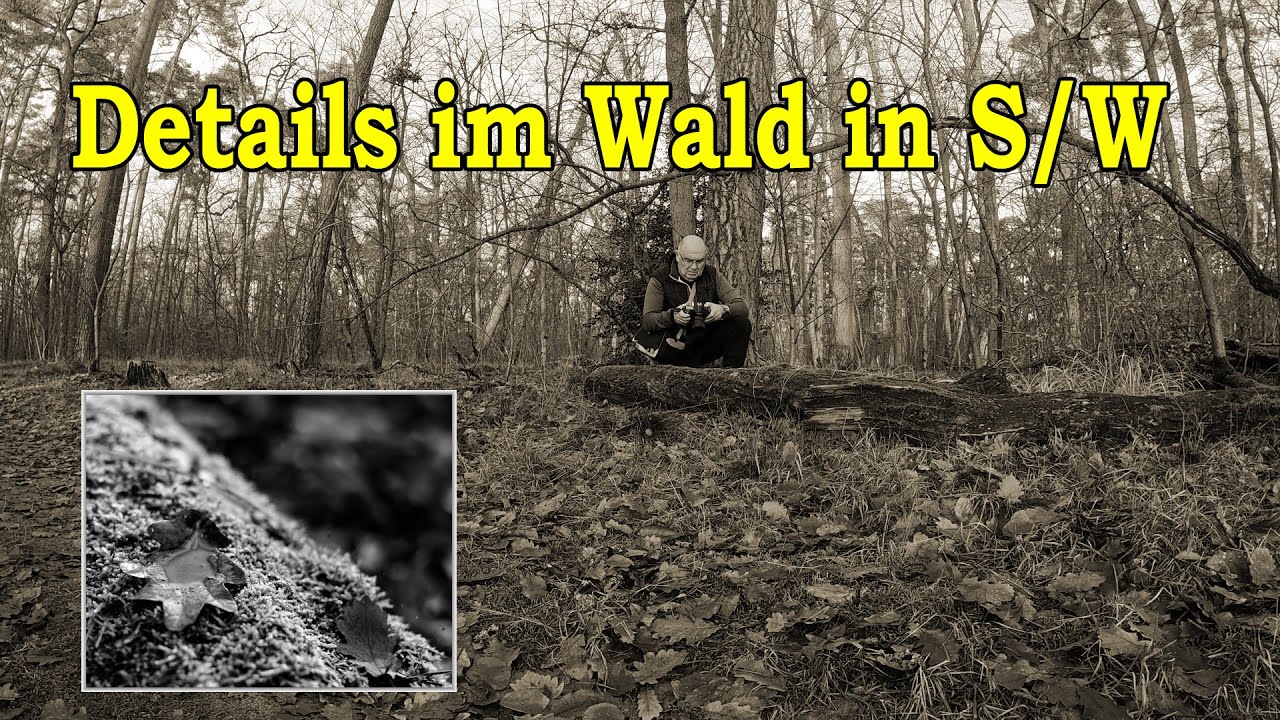 Details im Wald finden und in S/W in Szene setzen, Nikon 50mm,f/1.8,        Mit Besuch aus der Luft!