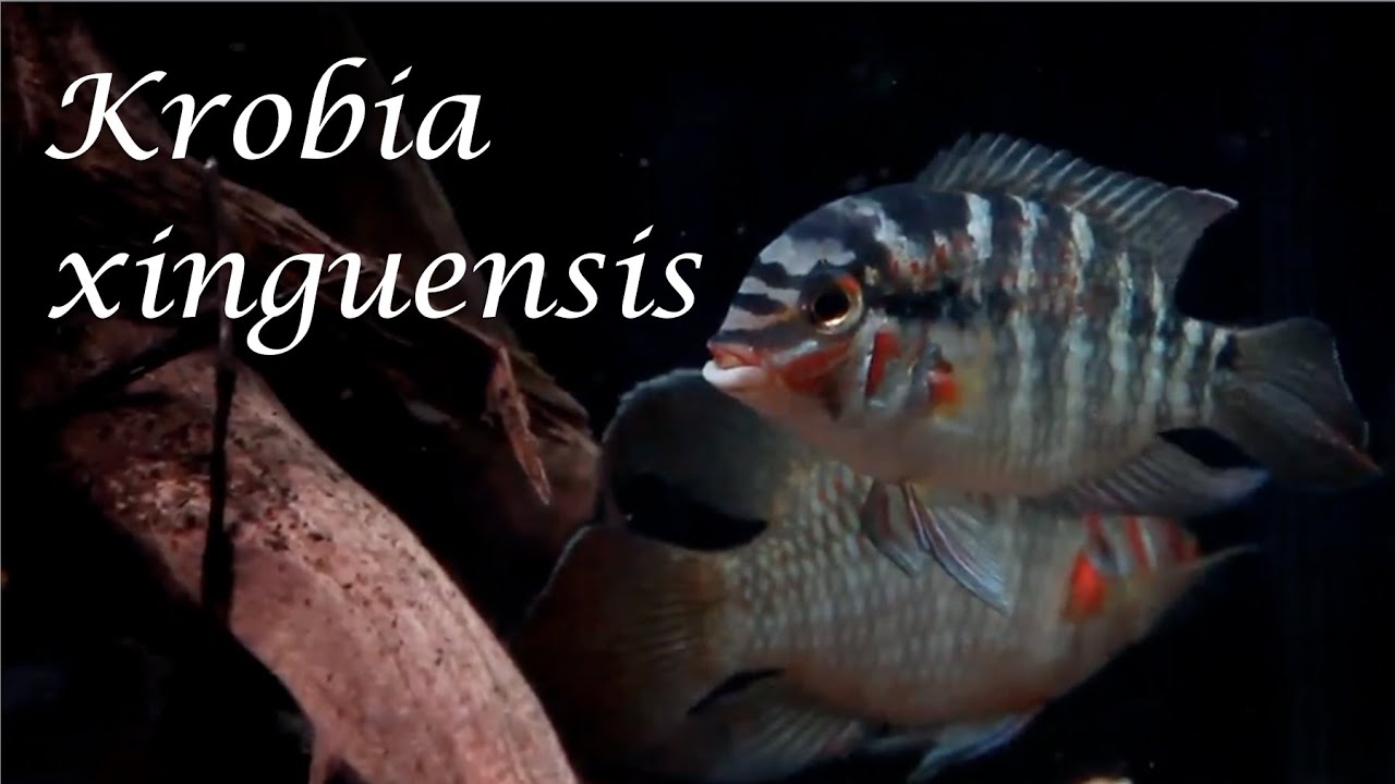 Krobia xinguensis, um ciclídeo endêmico do rio Xingu