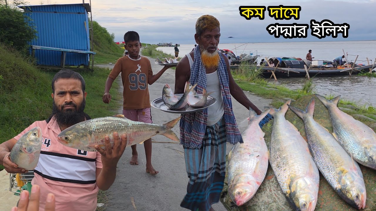 কম দামে পদ্মার তাজা ইলিশ মাছ পাওয়া সম্ভব! || LIVE hilsa fish market || Padma fish | Ilish fishing