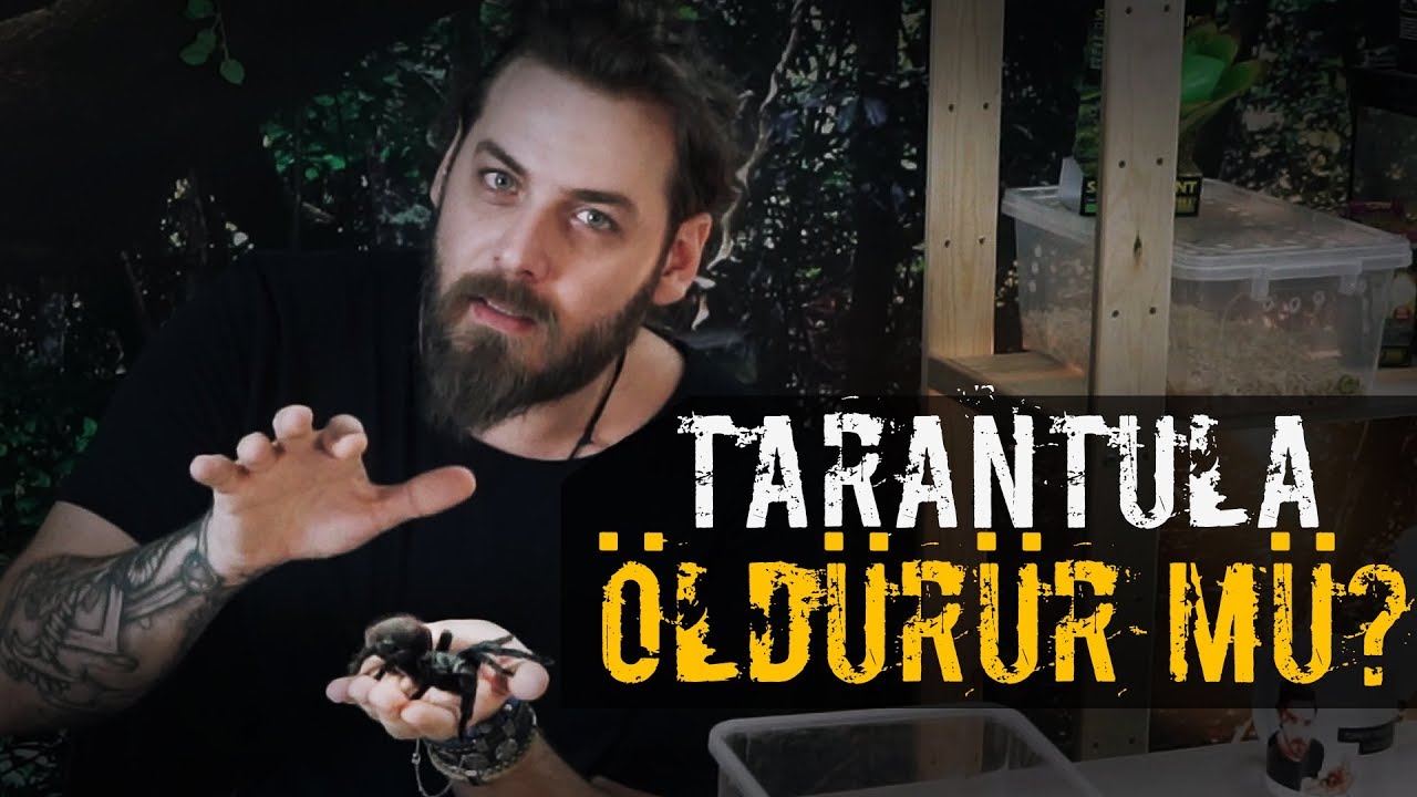 TARANTULA ISIRIRSA...