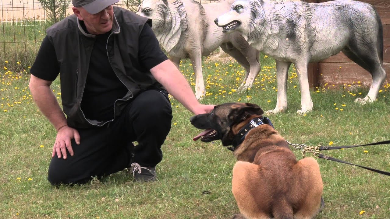 Quand un maître se dédouble pour mieux gérer la réactivité de son chien
