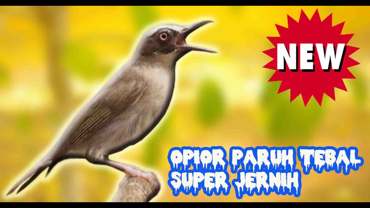 SUARA MASTERAN BURUNG OPIOR PARUH TEBAL GACOR