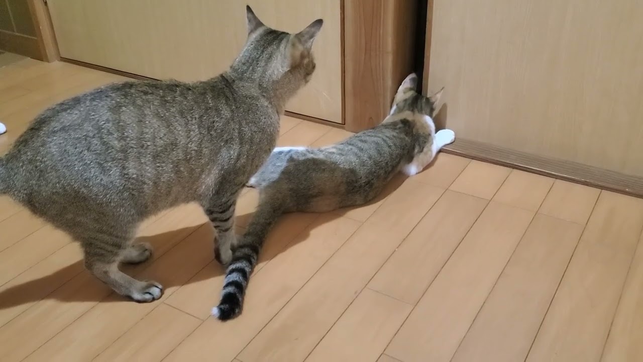 柔道の受け身のような動き