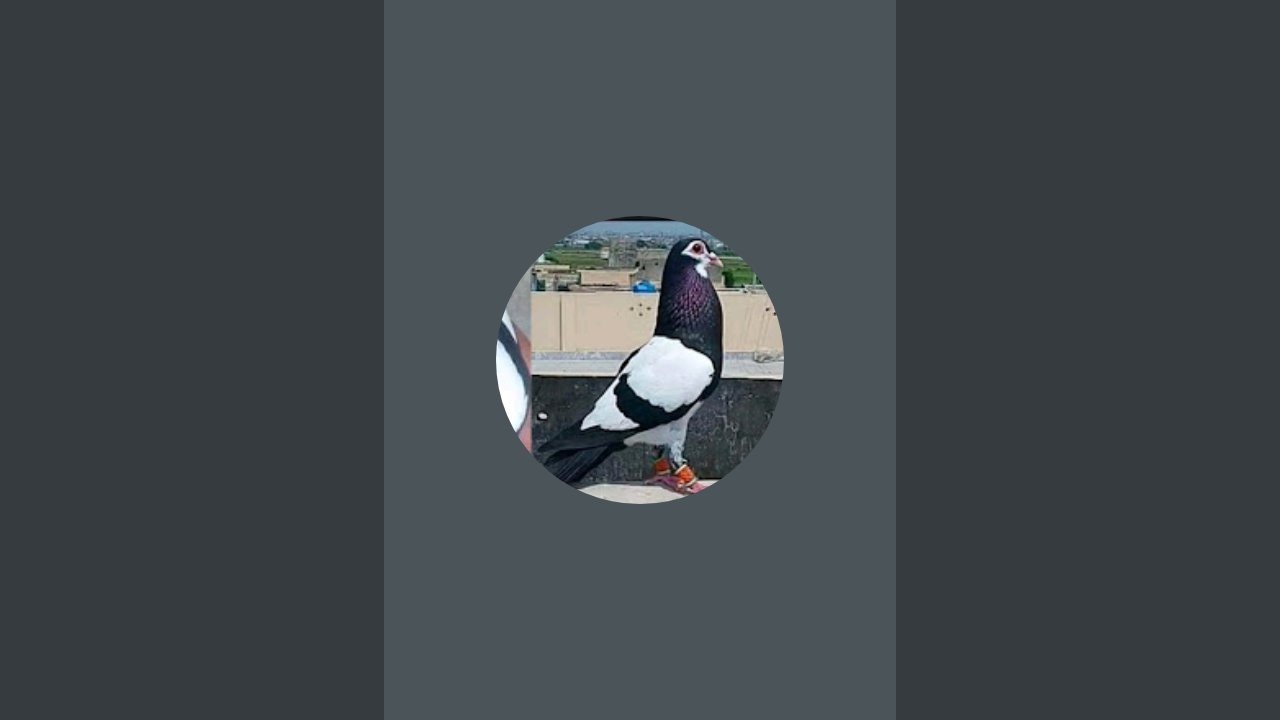 Apna Shoq-Ms67  is live!