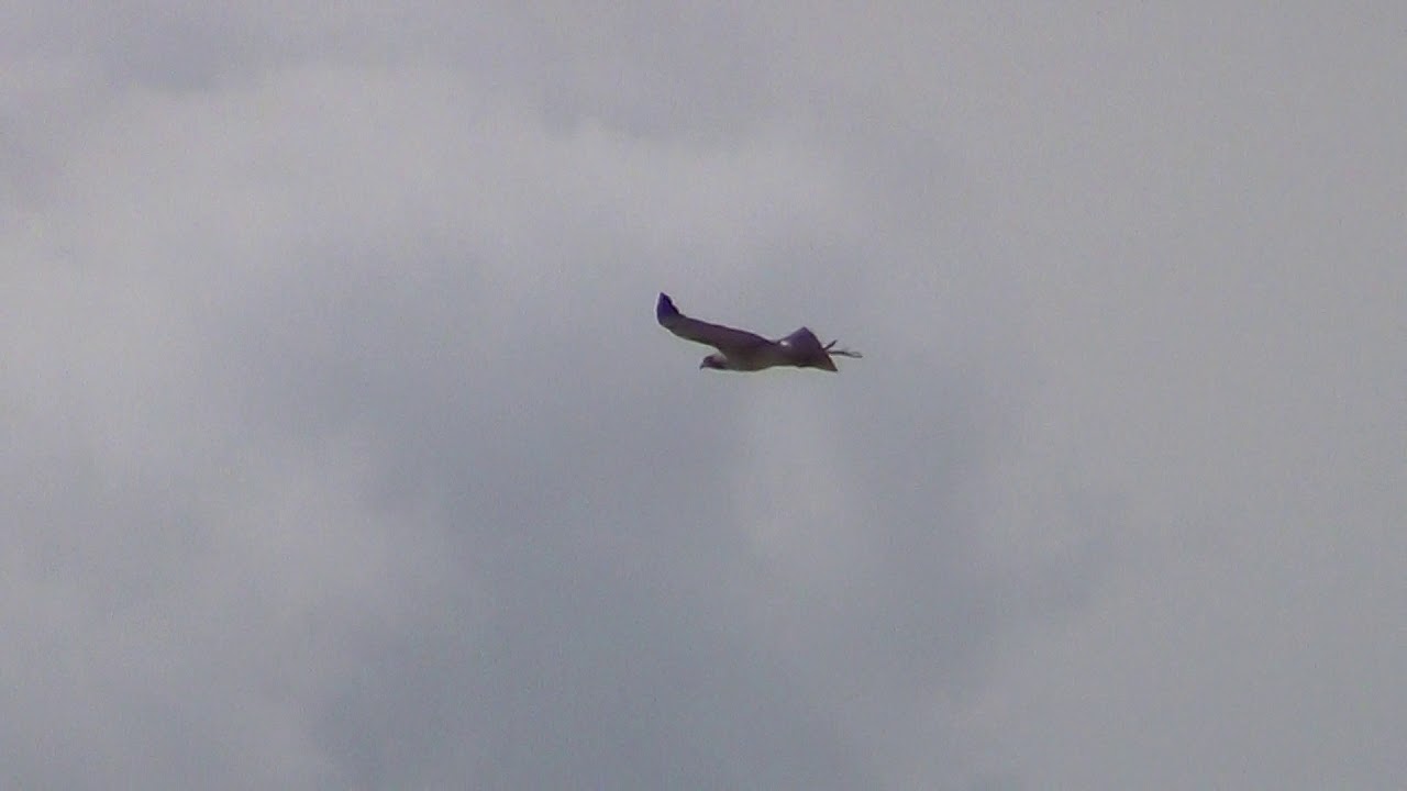 American Wildlife --- Red-Tailed Hawk flying, soaring & kiting