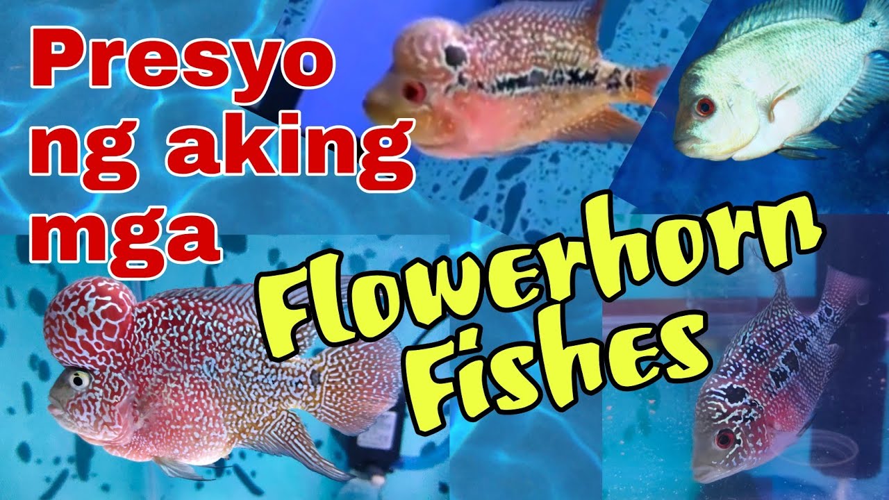 Presyo ng Aking Mga Flowerhorn Fishes