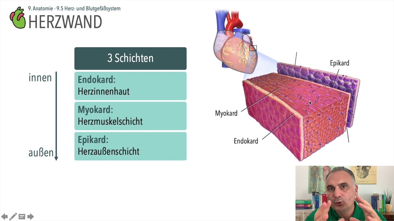 Anatomie Herzwand