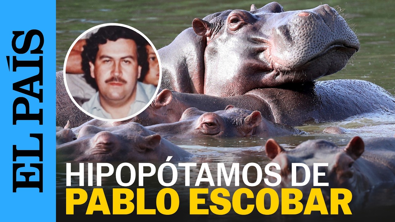 COLOMBIA | Eutanasia para los hipop&oacute;tamos de Pablo Escobar | EL PA&Iacute;S