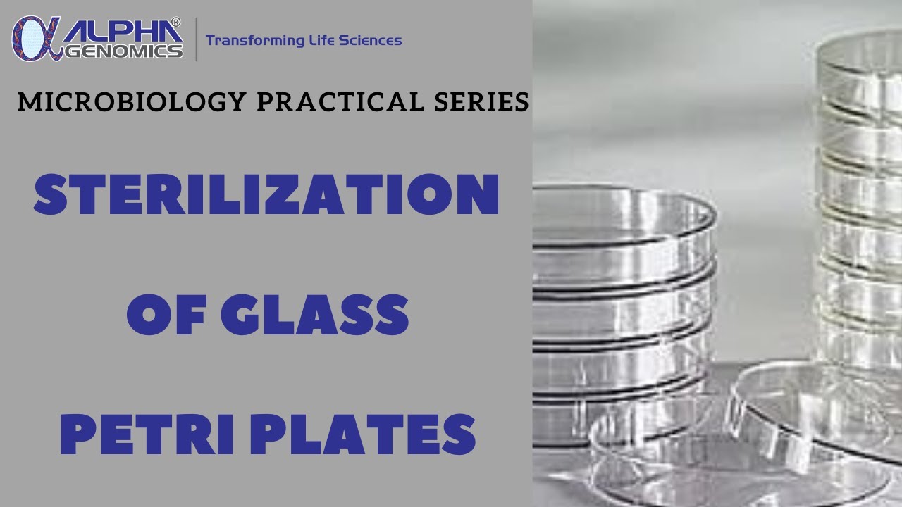 Sterilization Of Glass Petri Plates [Urdu/Hindi]