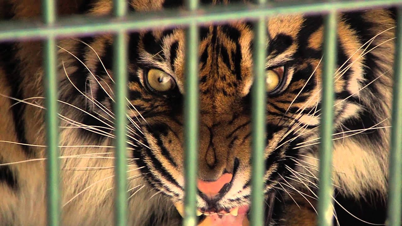 Tijger op transport | Burgers' Zoo Natuurlijk | Arnhem