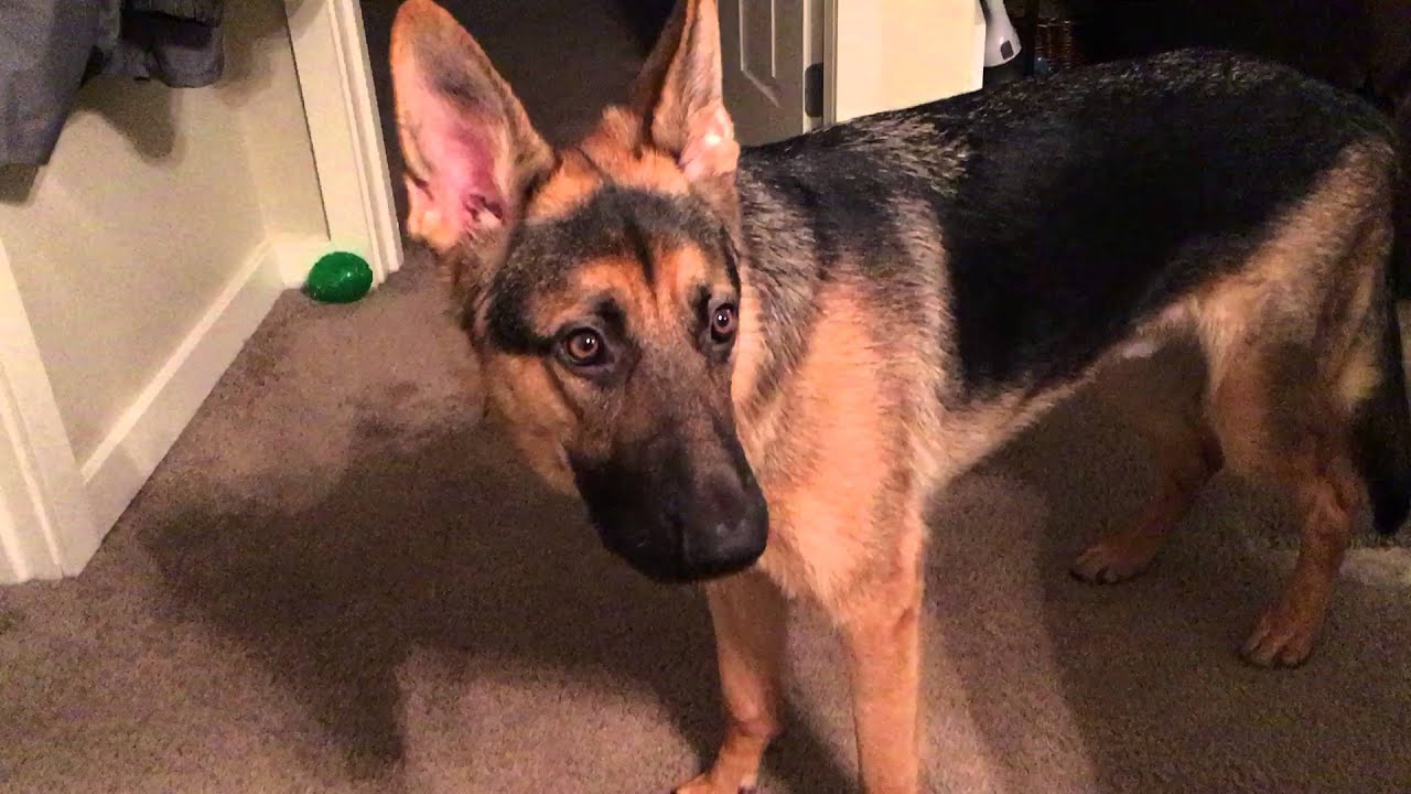 German Shepherd  howls with a ball in his mouth