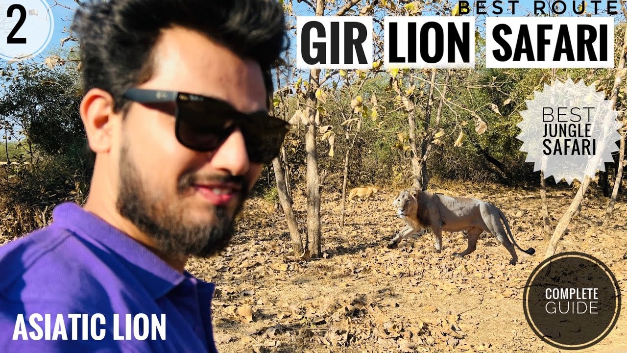 Gir National Park Jungle Safari Full Detail | Lion Counting Process | Gir Jungle | Sasan Gir Gujarat