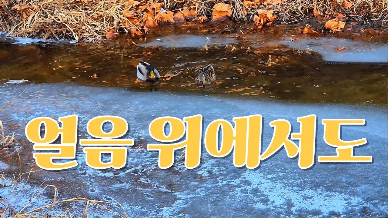 얼음 위에서도