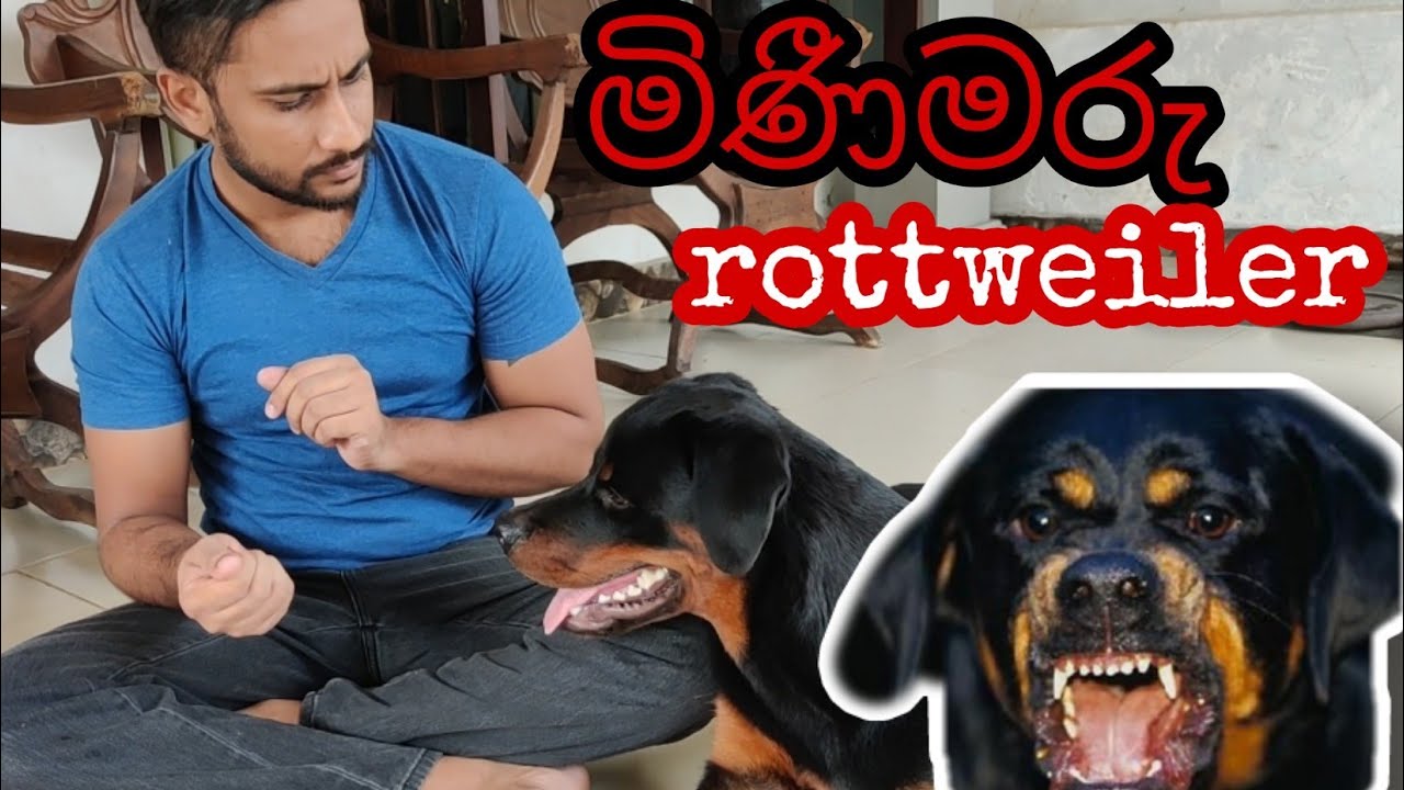 All about Rottweilers - Yakek?????