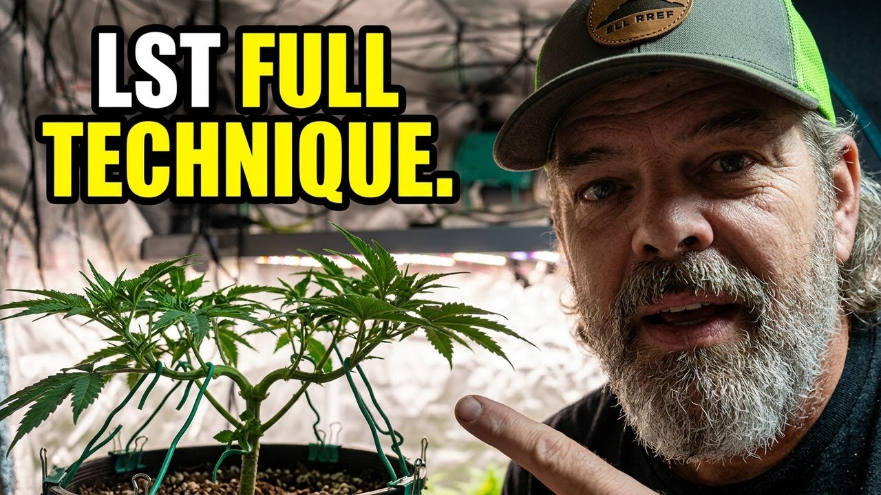 Peach Sherbet OG Ready for Flower - Here's How I Prep Them #MarsHydro