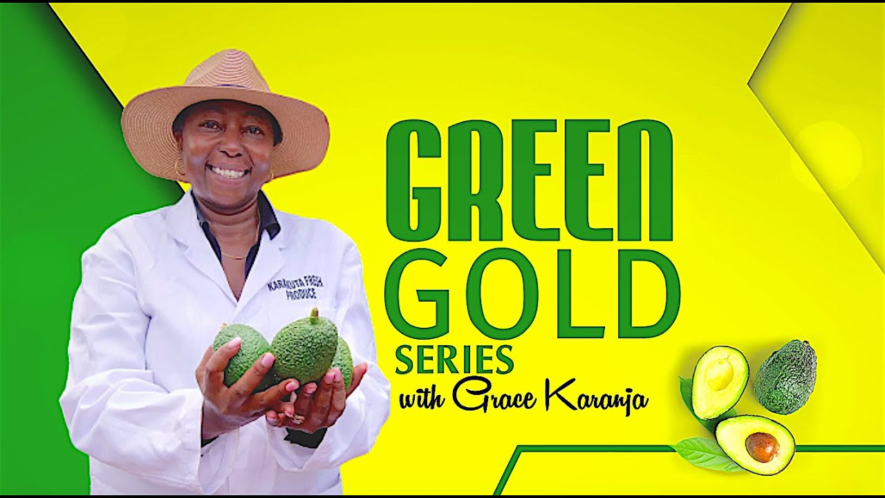 Using quality tree seedlings is key for successful avocado farming. #GreenGoldSeries