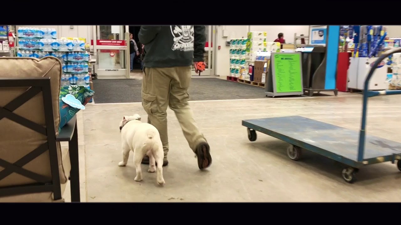 Dog Training: 7 Month English Bulldog, Hoyt! Before/After Two Week Board and Train!