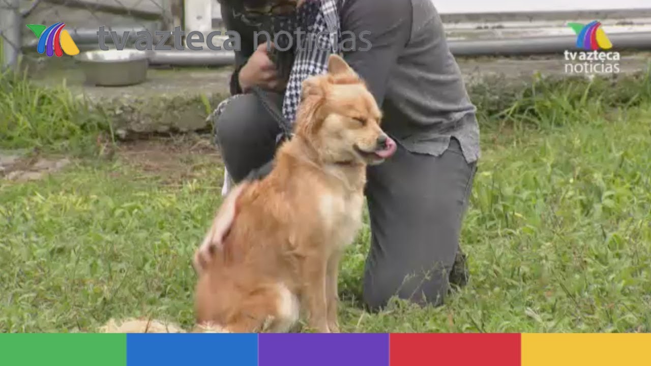 ¿Cómo adoptar un perro rescatado del STC Metro CDMX?