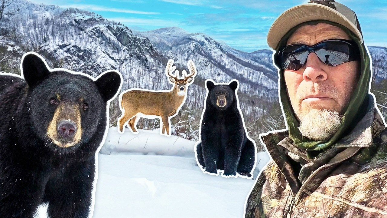2 BEARS During Deer Census!