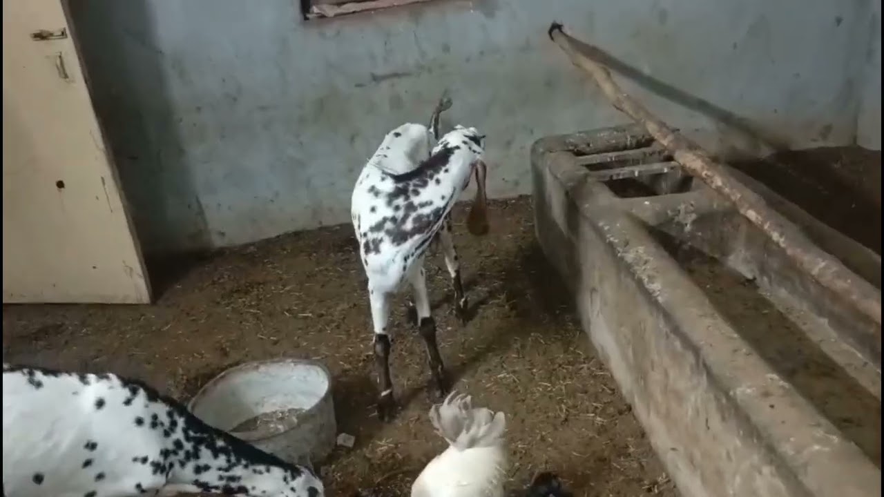 New video (Goat farming) very beautiful @video goat playing 