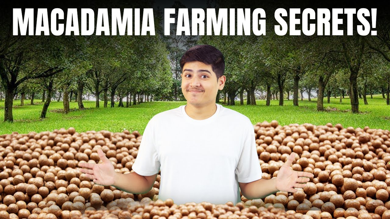 How to Start Profitable Macadamia Farming | Macadamia Nut Plantation Tips