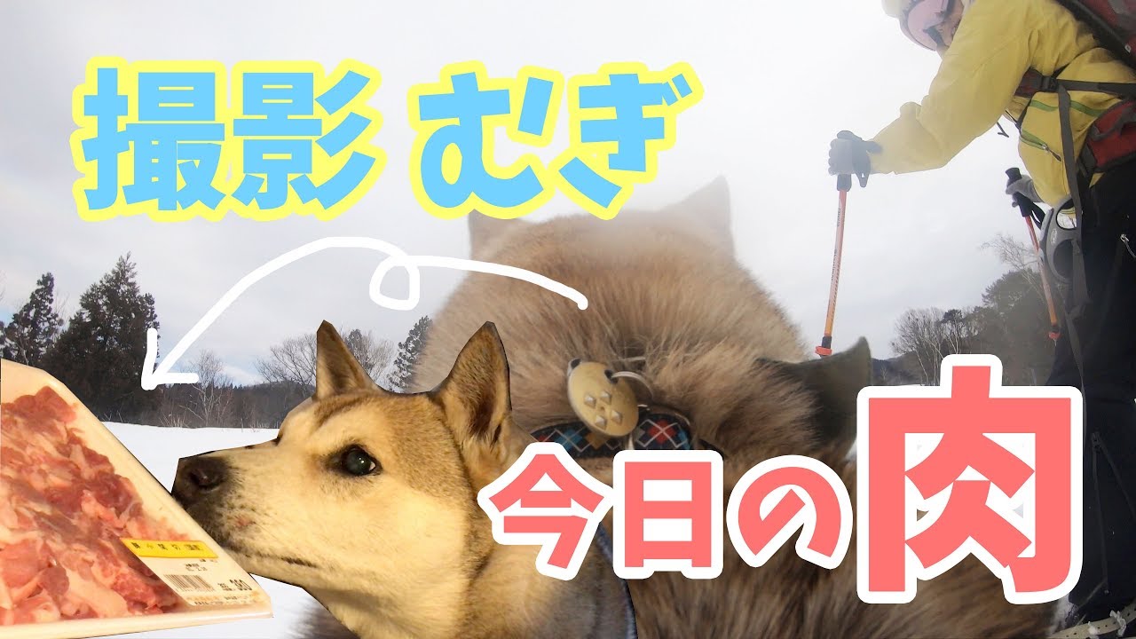 【わんことスノボ】登って滑って美味しいご飯を食べる♪ 4K