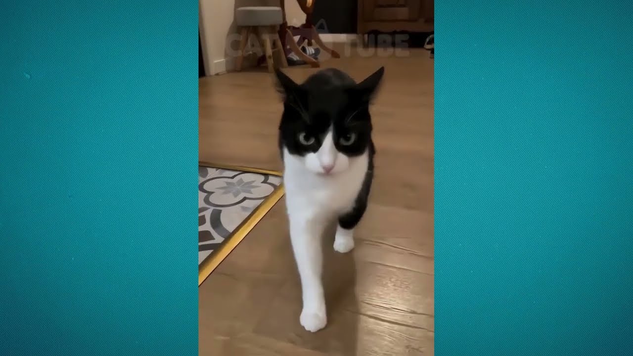 😂😸 Невероятные кошачьи неудачи: приготовьтесь к празднику смеха! 😹🎉