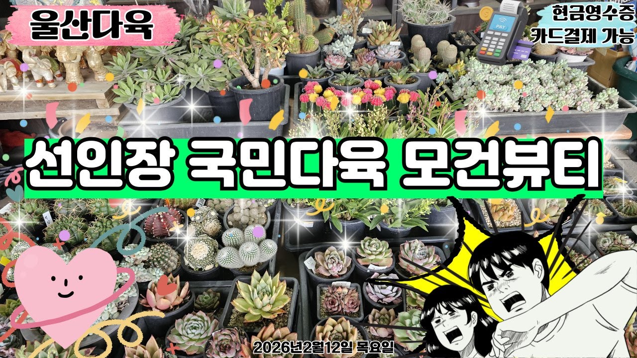 [2월12일 목]“어서와 국민다육 오랜만이지?” 실시간 공개🌵✨구경만 하다 나가도 OK! (근데… 못 나갈 수도😳)#라이브 #실시간#울산다육#선인장 #다육이 #식물 #실시간방송