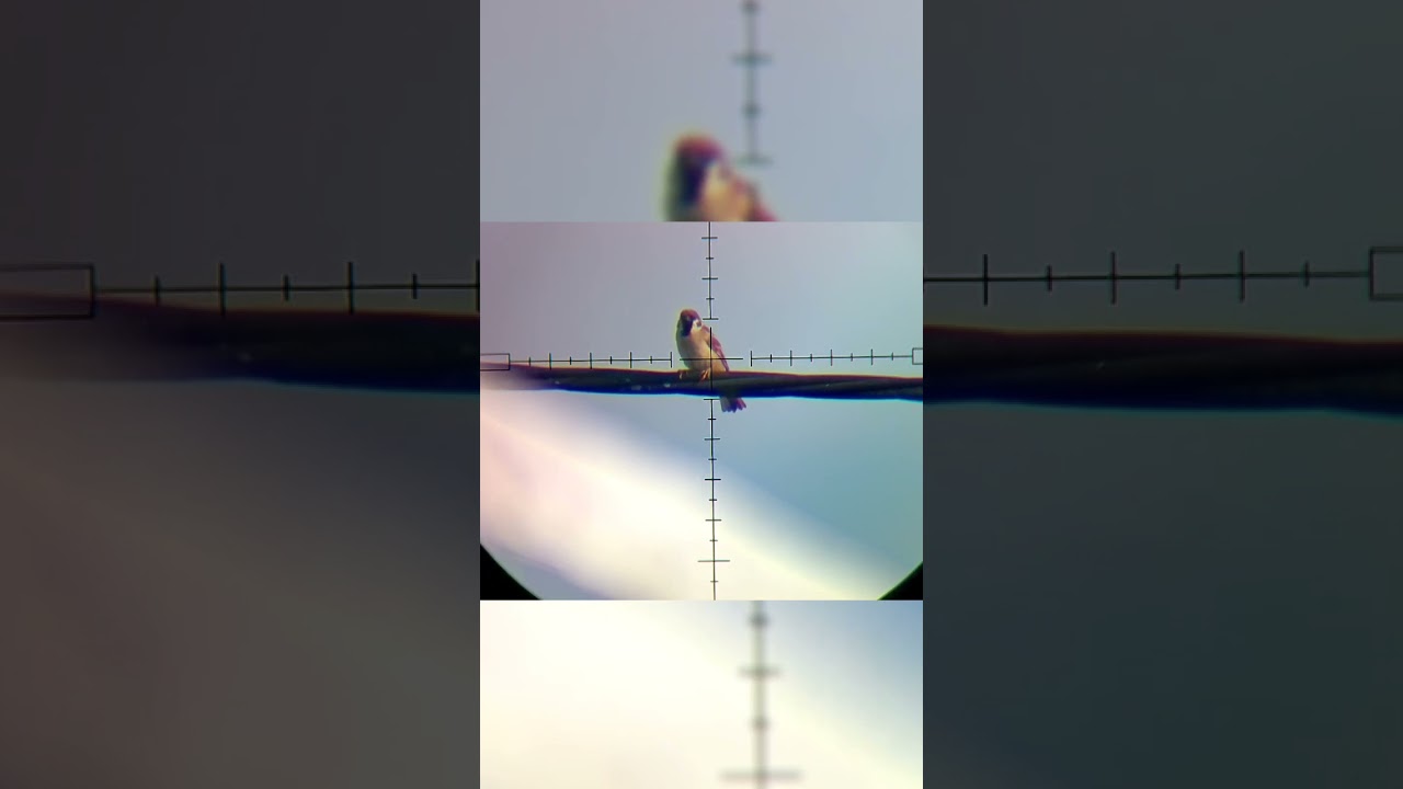 40 M, zoom 24, 1080p 120 fps bpro 5 AE SLOW MOTION #bpro5 #hunting #pcp