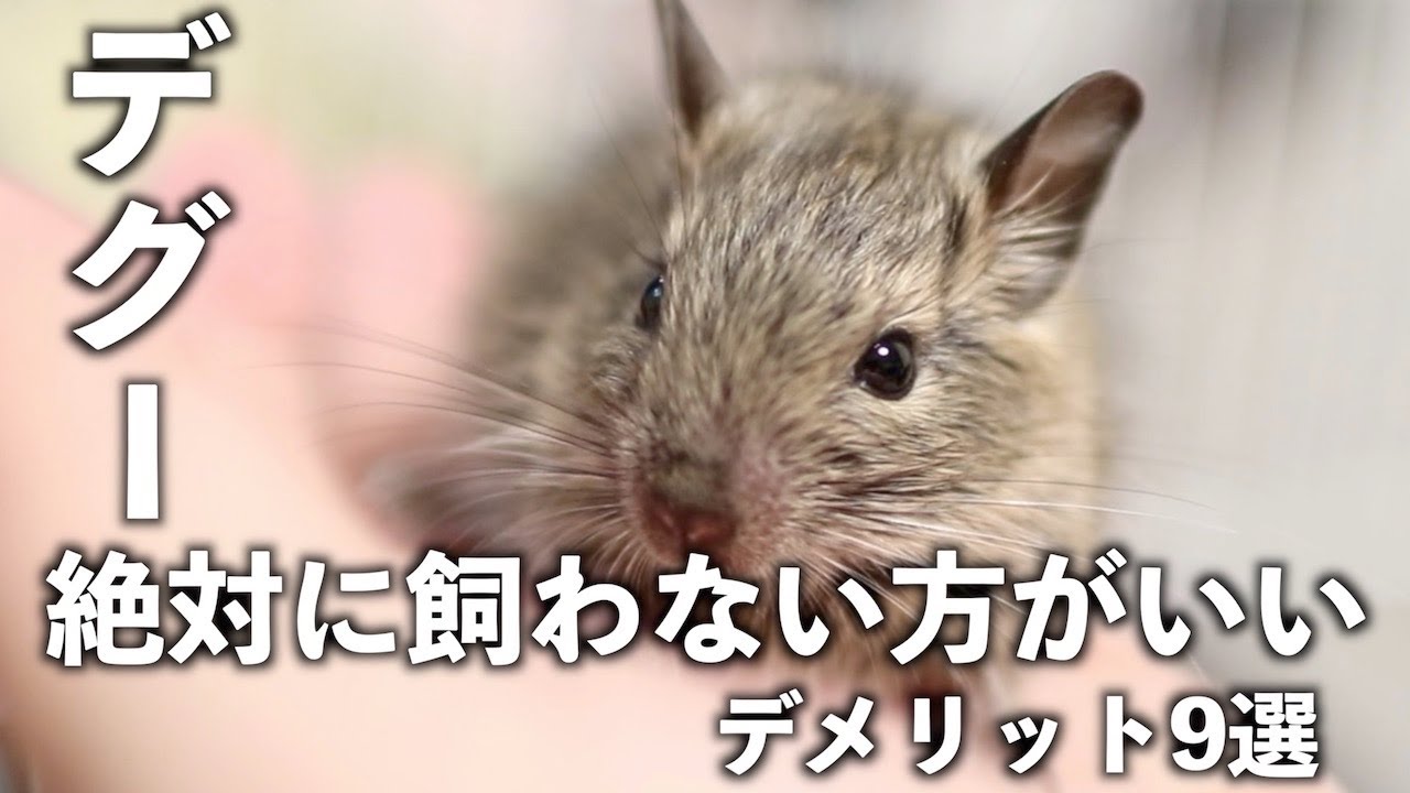 デグー(degu)のお迎えデメリット9選！絶対飼わない方がいいですよ