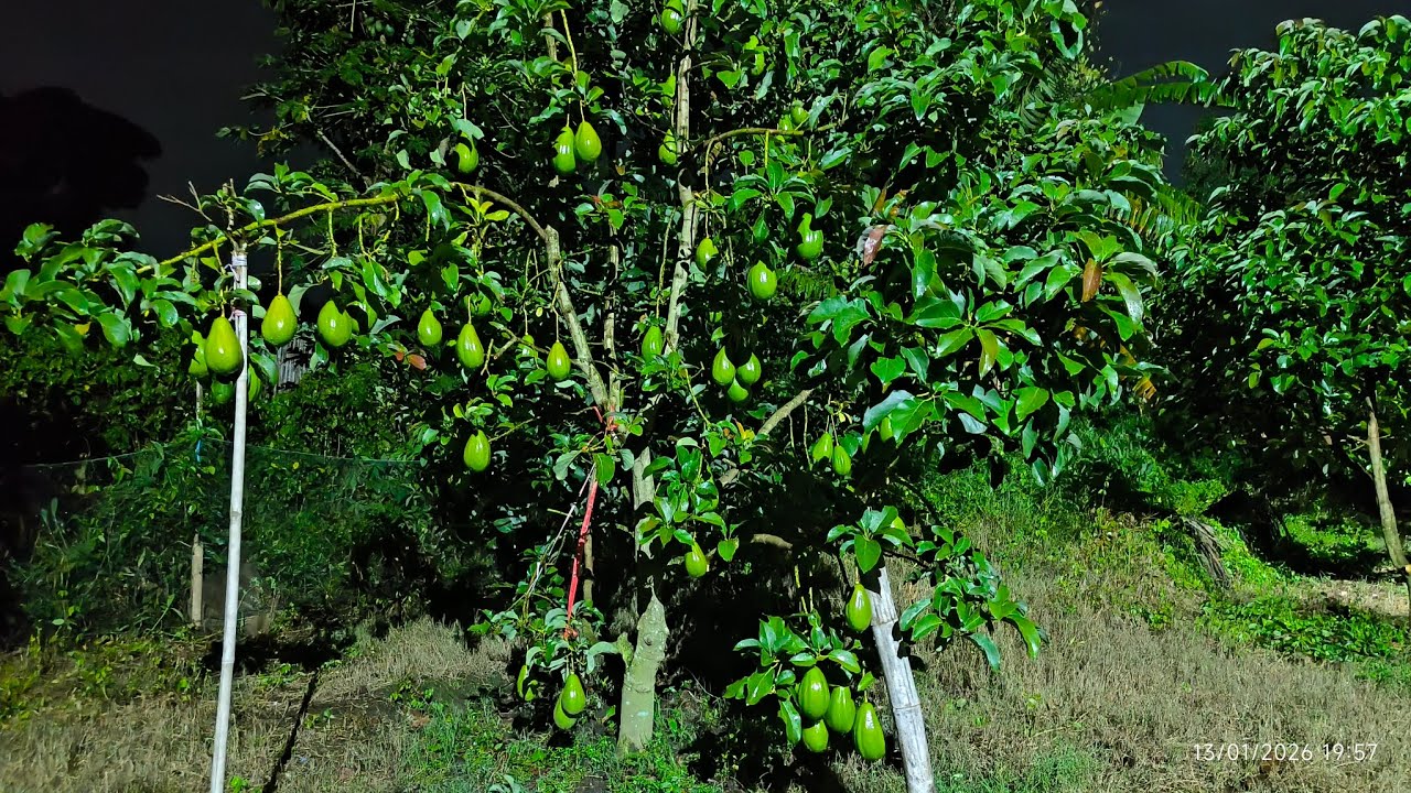 Panen Alpukat Aligator.!!Seleksi yang tua dulu 