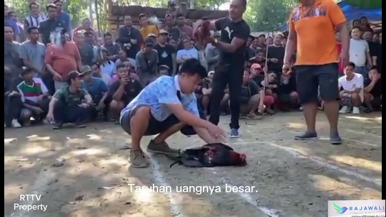 Viral Judi Sabung Ayam Bertajuk Turnamen dengan Taruhan Jutaan Rupiah di Putussibau