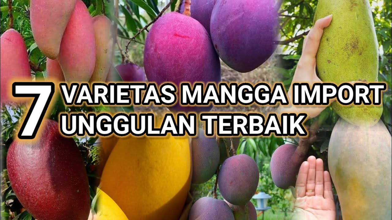 7 JENIS MANGGA IMPORT TERBAIK DI DUNIA