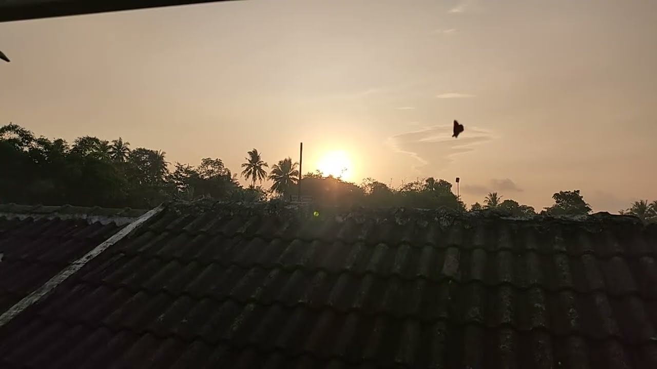Melihat sunset live