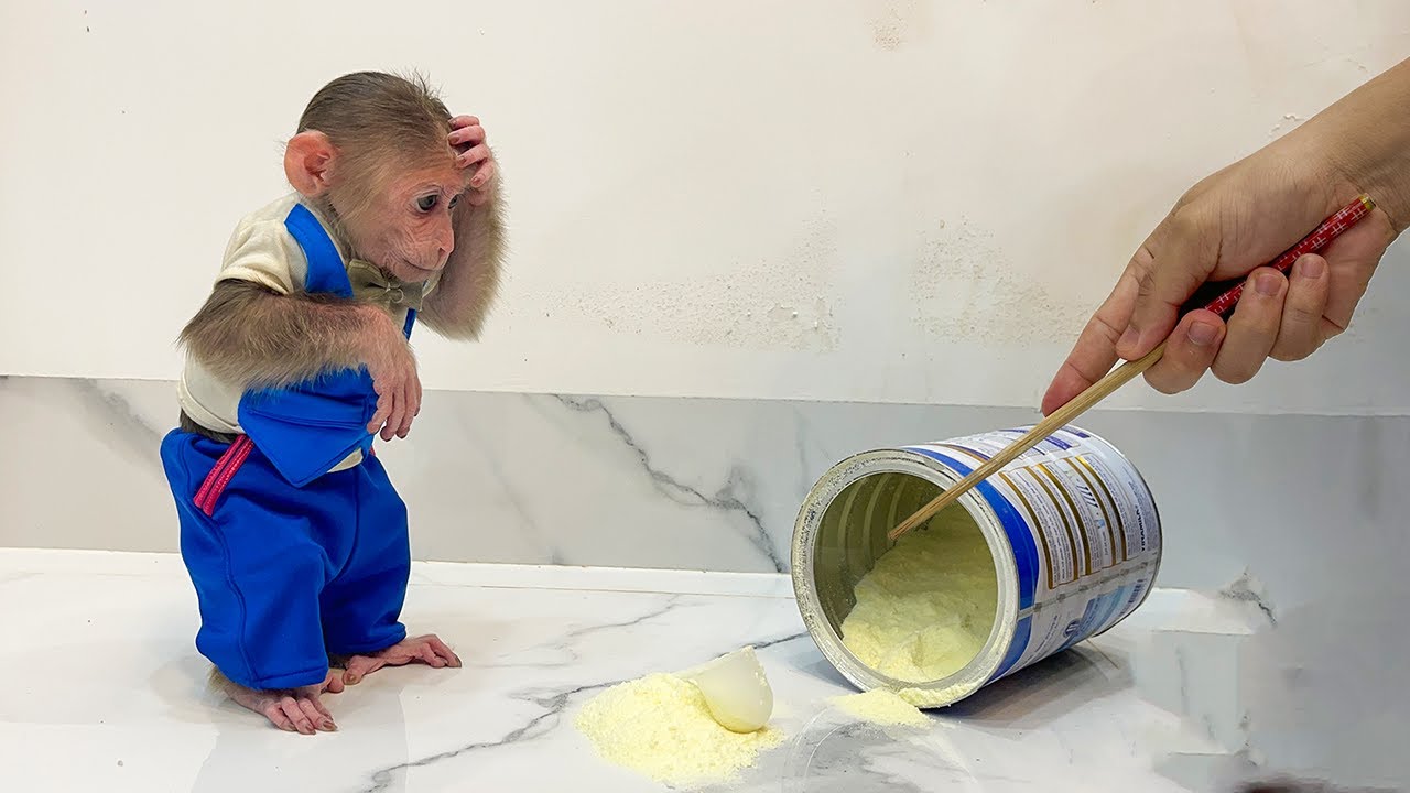Cubis Monkey worried when causes trouble while looking for milk!