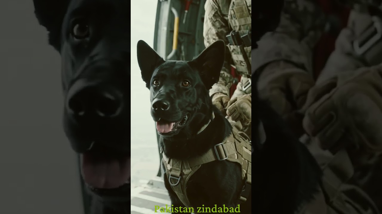 Pakistan army dog training #pakarmyzindabad #army #pakarmy #indianarmy #gangster #police