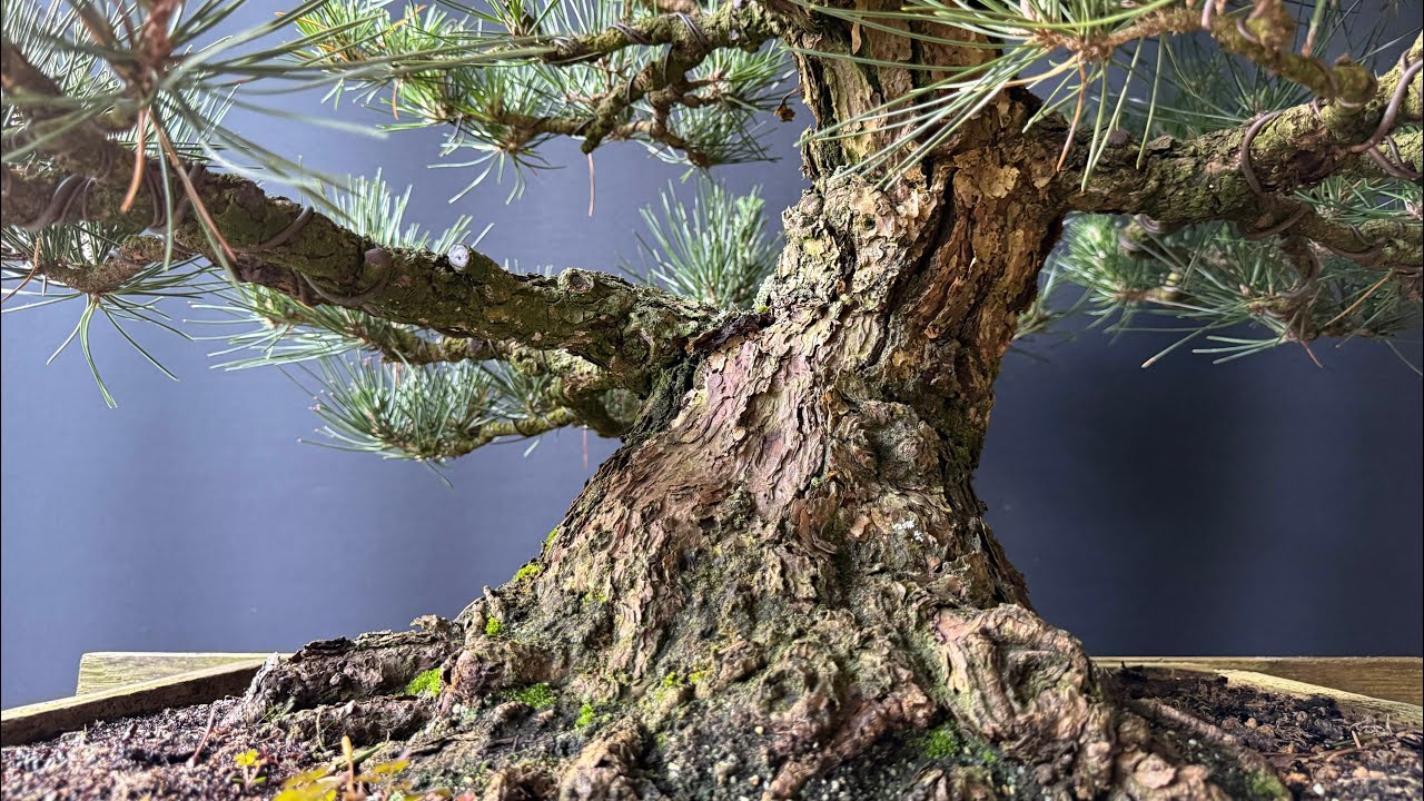 Bud selection on Japanese Black Pine | The Bonsai Area |