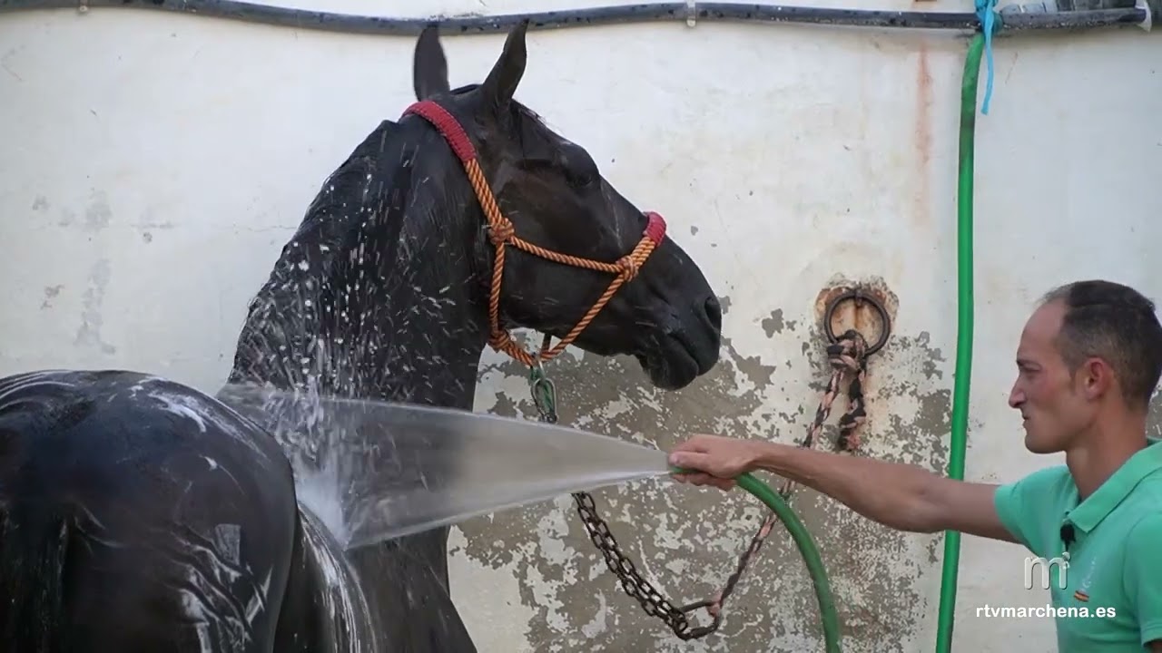 Preparación del caballo con Josué Lebrón en 