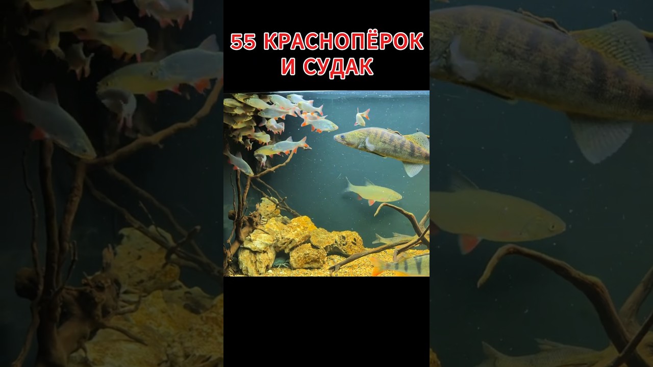 55 КРАСНОПЁРОК И СУДАК