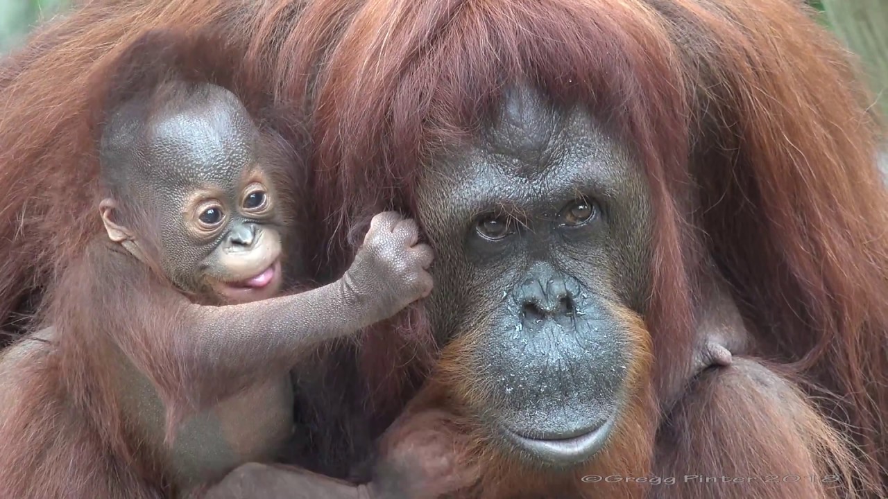[4K] Who is a pretty baby orangutan?