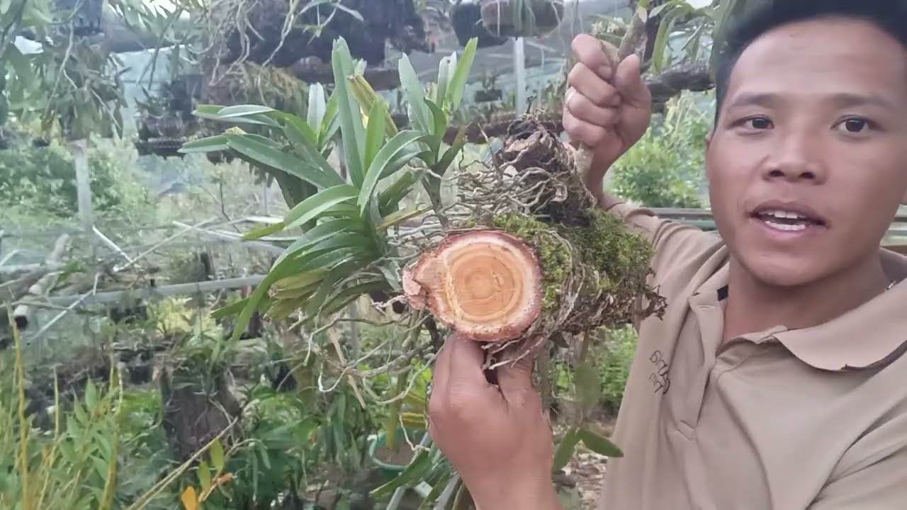 6/12 Zalo 0822681162 a thái bán lan rừng nguyên bản, thuần đẹp rẻ,vam đam uyên ương, đùi gà, cáo 