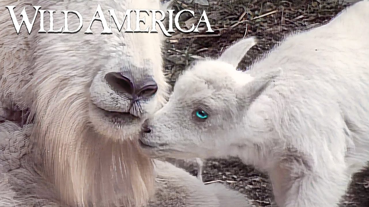 Wild America | S3 E4 Cliffhangers | Full Episode HD